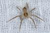 Philodromus dispar